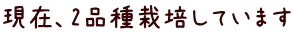 現在、2品種栽培しています